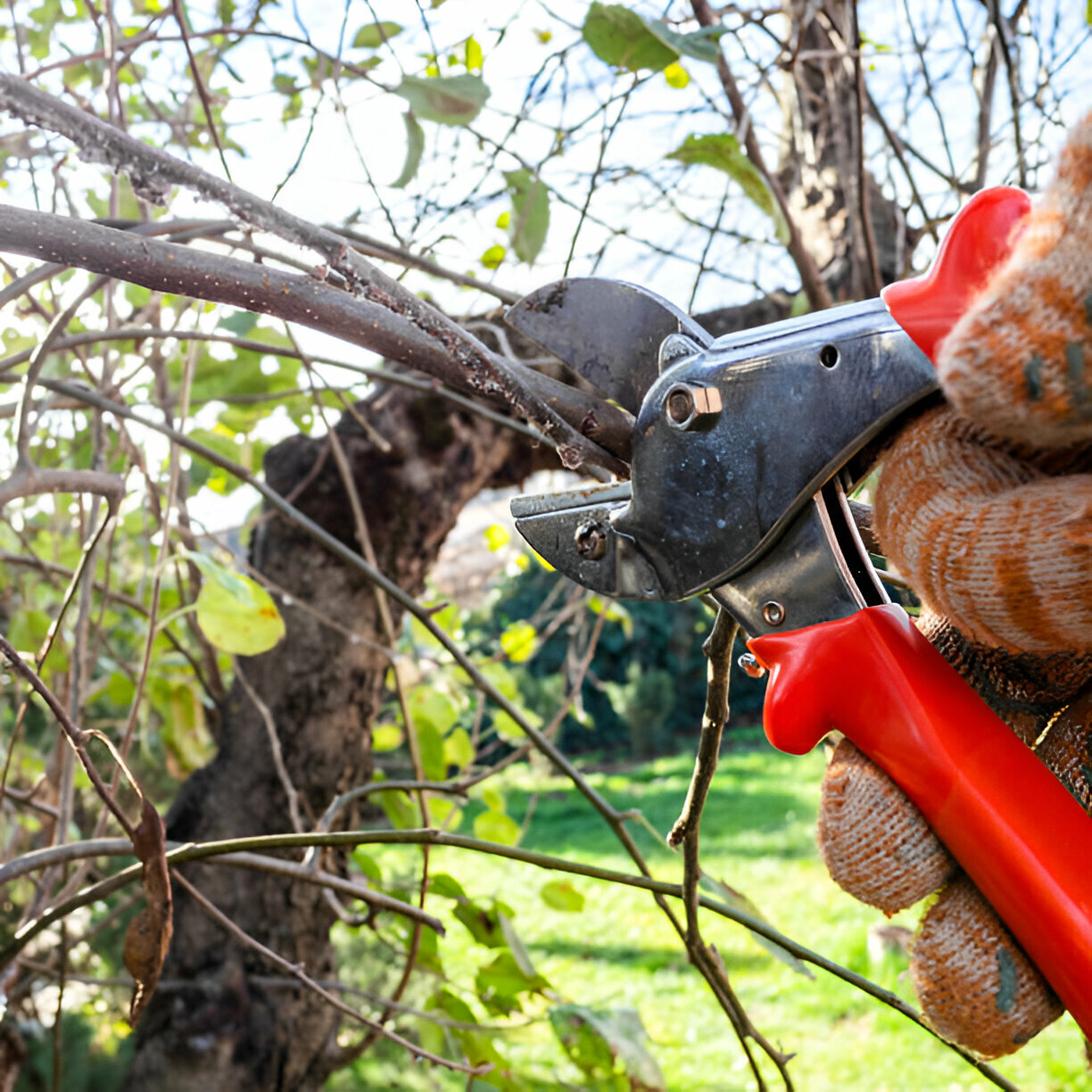 Tree Pruning