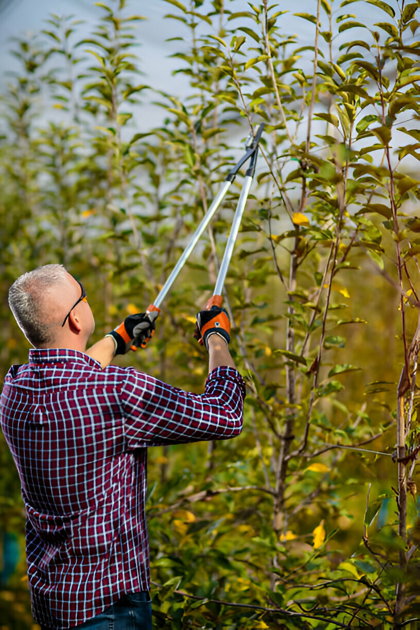 Landscaping services